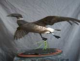 Black Brant